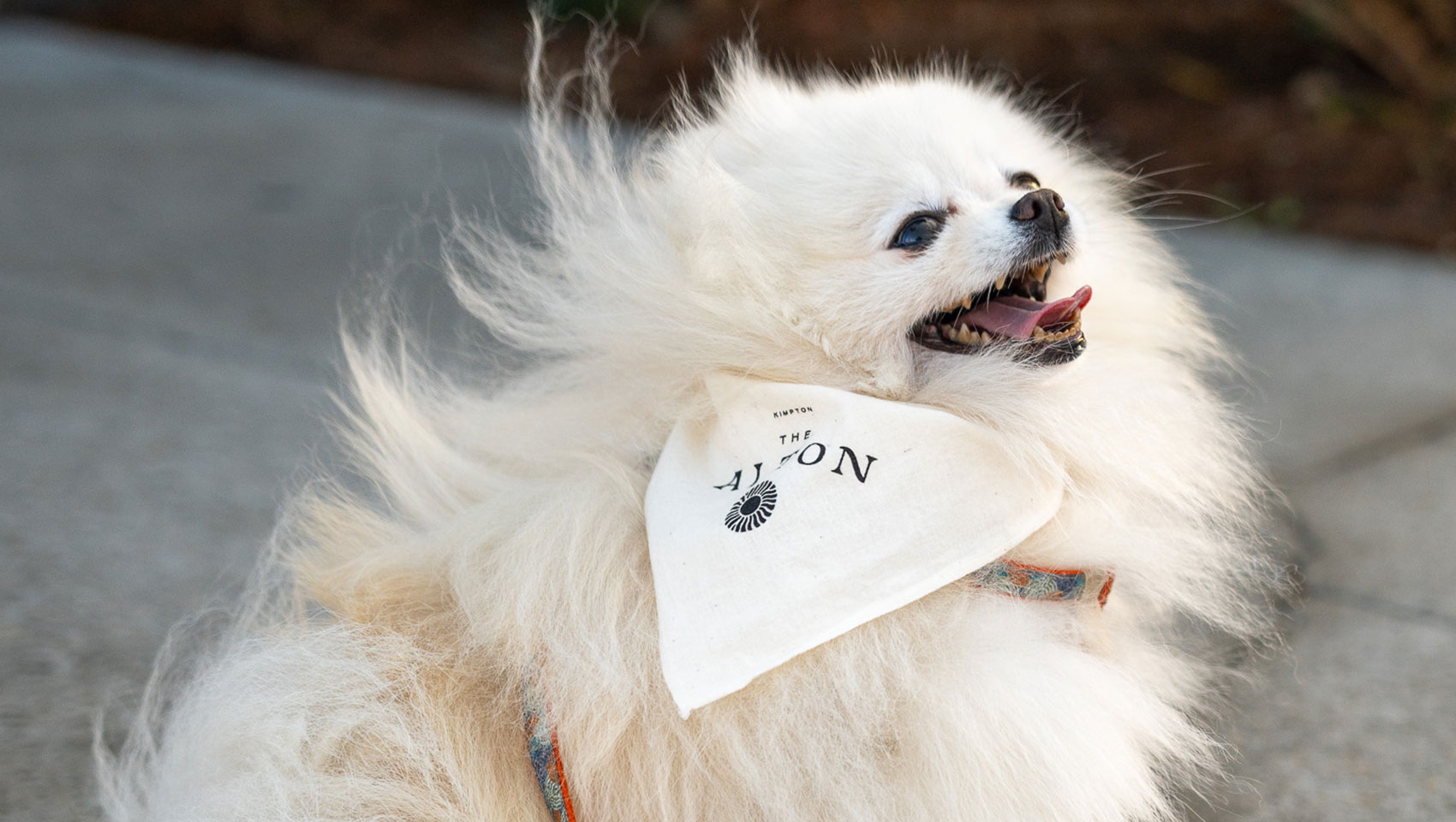 dog with kimpton alton hotel bandana